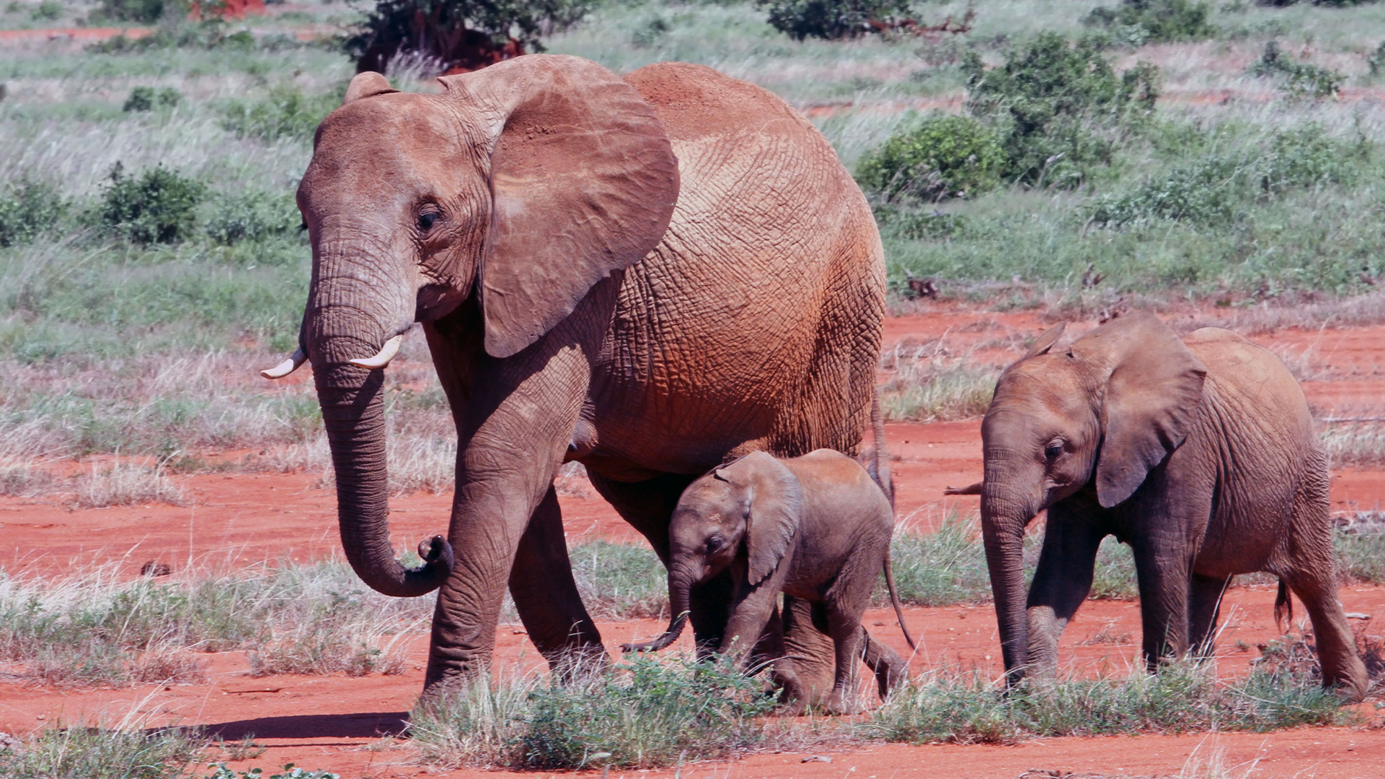 An adult elephant walks with two juvenile elephants.