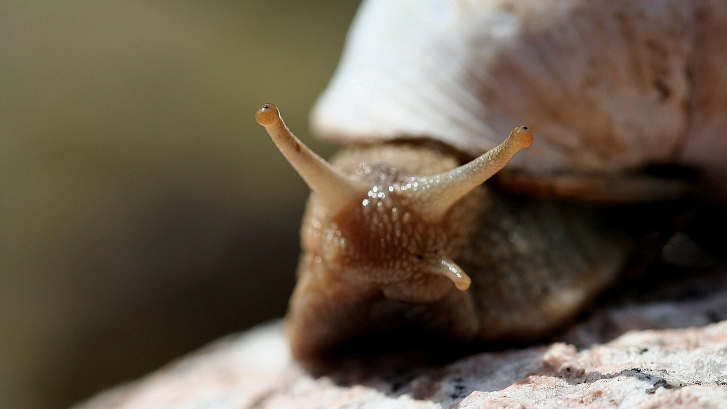 One distinction between a snail and a slug: The snail has a shell.