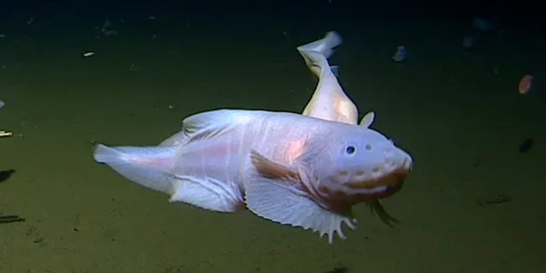 Say hello to the deepest-dwelling fish ever caught on camera