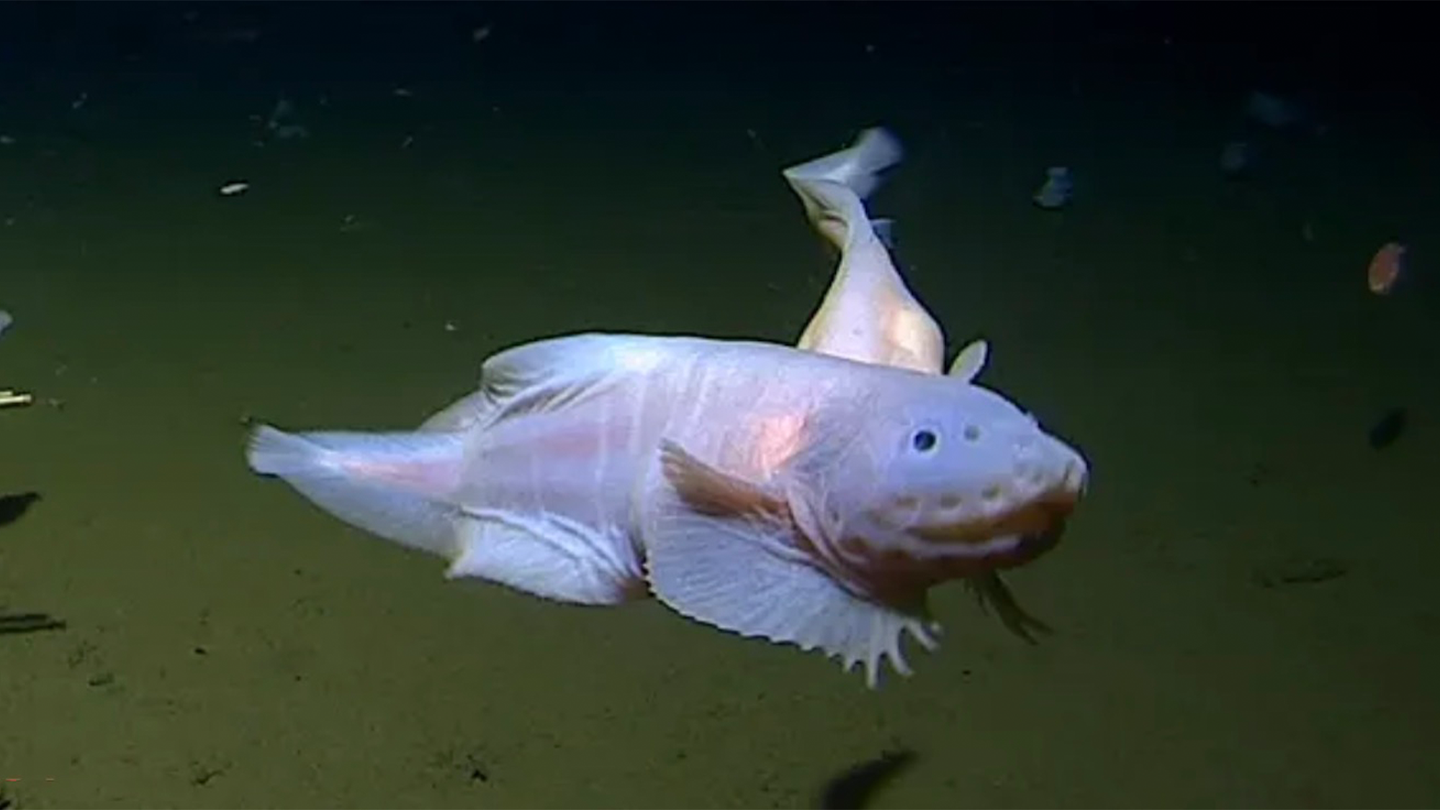 A snailfish that lives over 20,000 feet deep in the Izu-Ogasawara Trench in the northern Pacific Ocean.