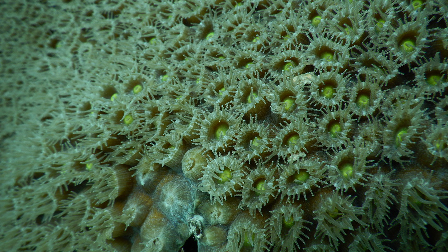 A close-up of extended polyps of an apparently healthy great star coral colony on a reef near Fort Lauderdale, Florida. The tentacles surrounding the mouth of each polyp help trap food particles for the coral to eat.