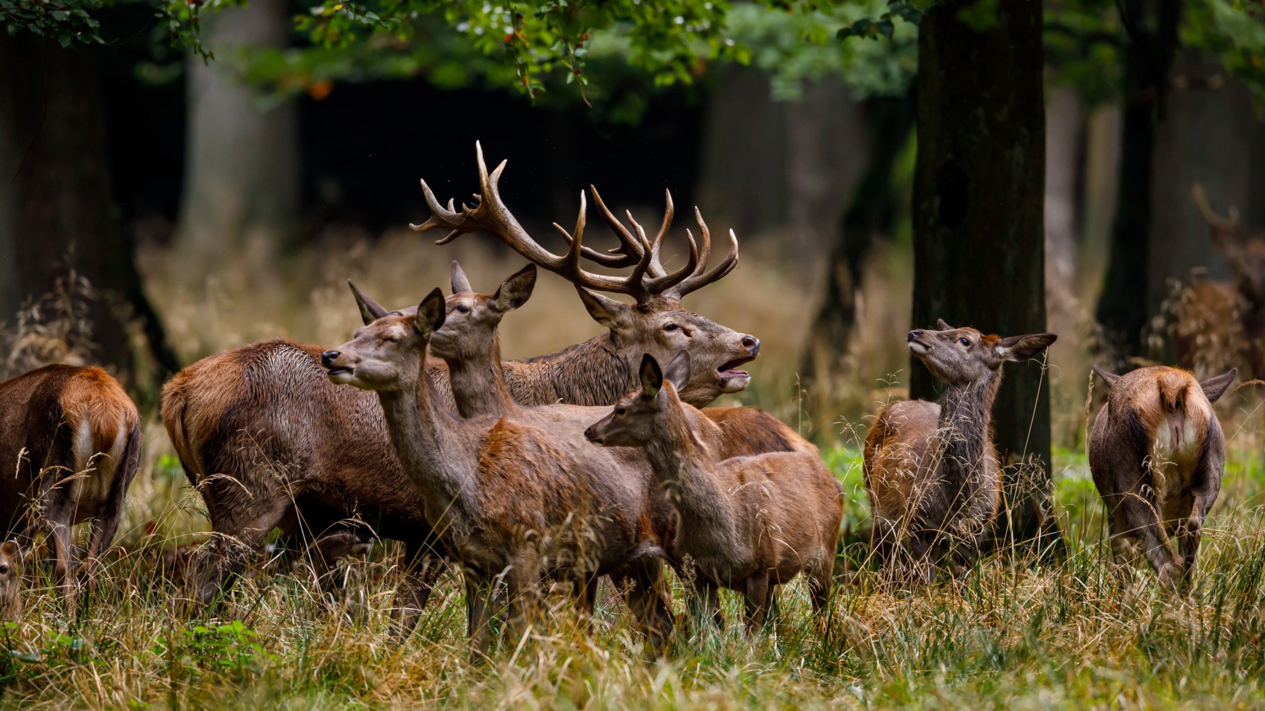 Chronic wasting disease is sickening deer and elk. Could predators help?
