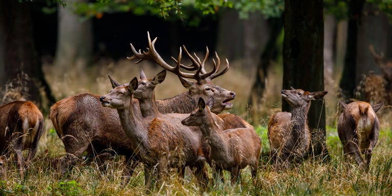 Chronic wasting disease is sickening deer and elk. Could predators help?
