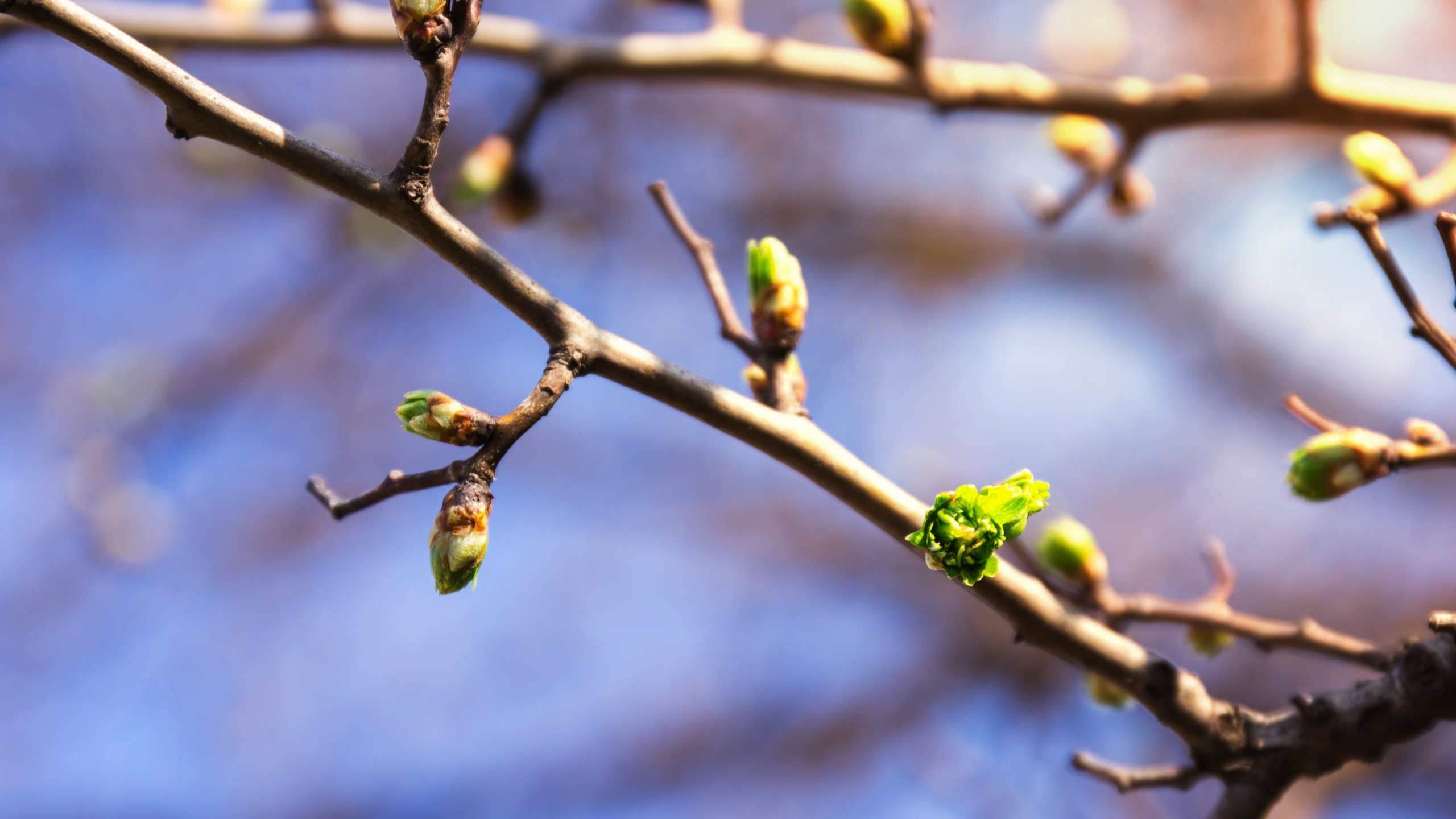 Warmth has everything to do with when trees start budding and leaves begin opening.