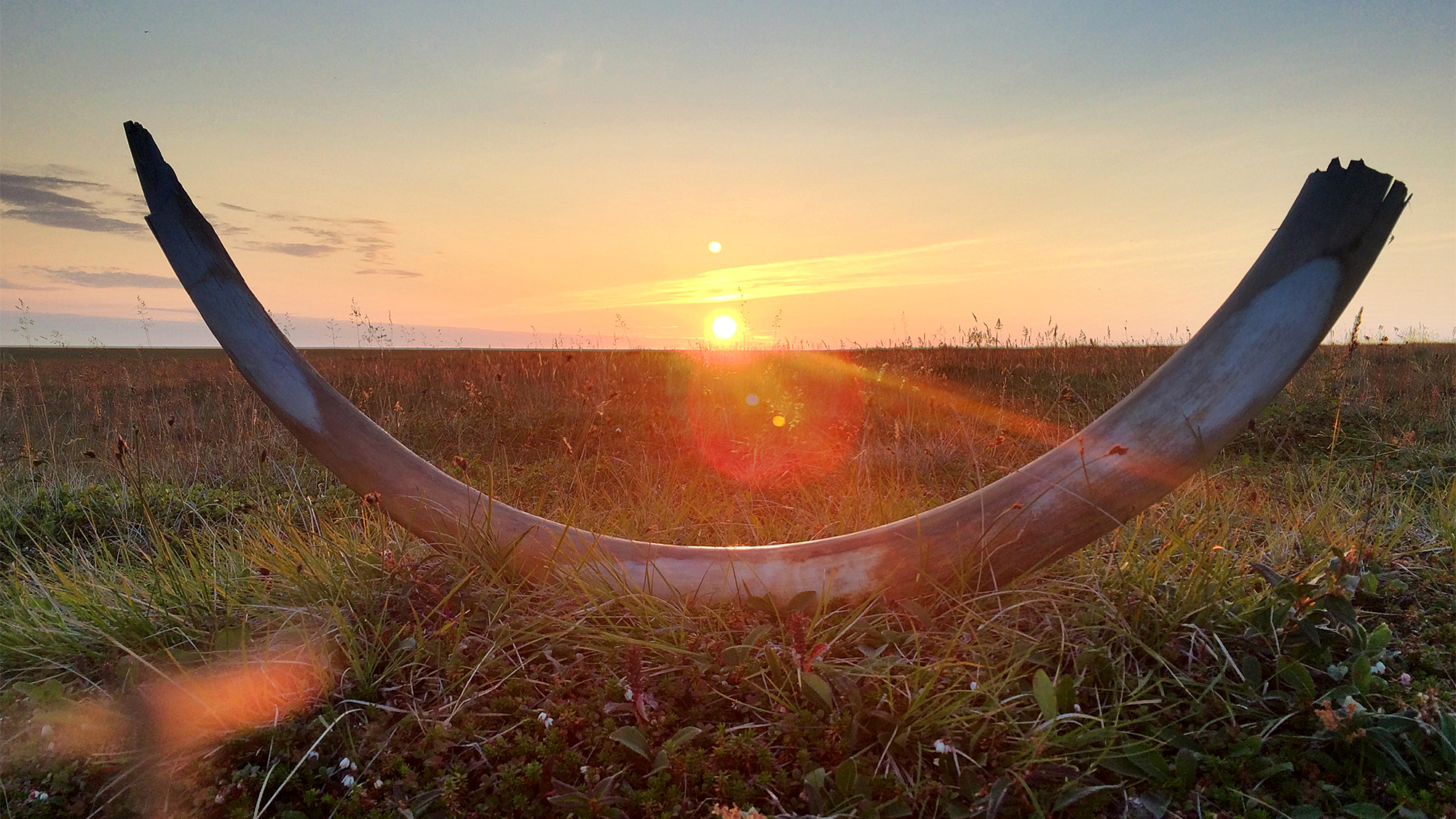 An 18,000 year-old woolly mammoth tusk likes on a grassy field with the sun rising over it. The tusk was discovered in northeastern Siberia in 2015.