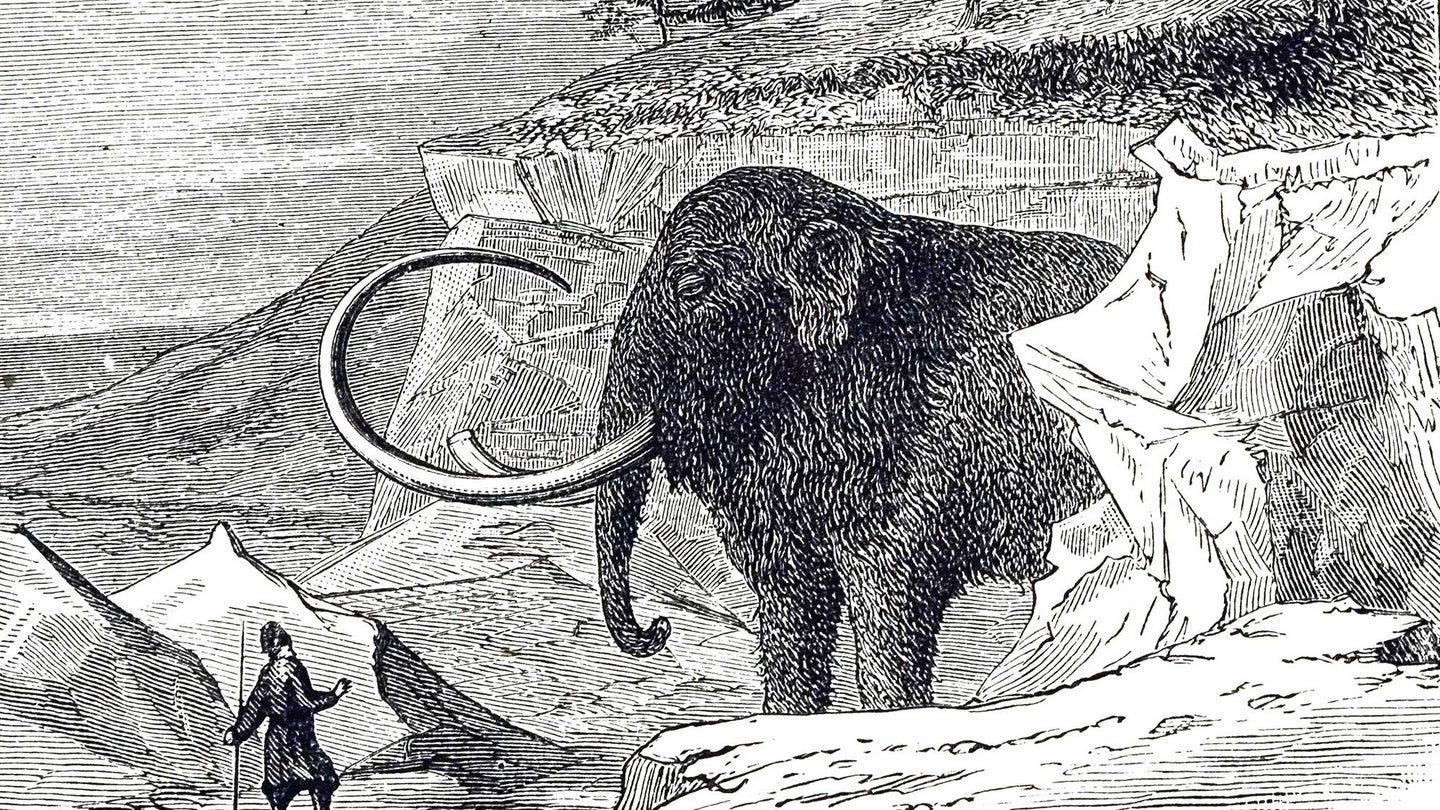 Drawing of a Siberian Woolly Mammoth, discovered in a block of ice in Siberia, Russia, 1799.