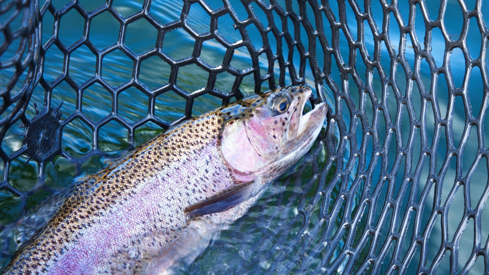 How plastic opens rainbow trout up to condition