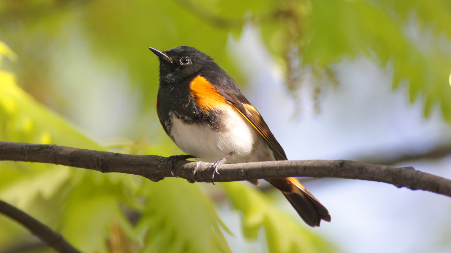 A bird called an American Redstart sits on the branch of a tree.