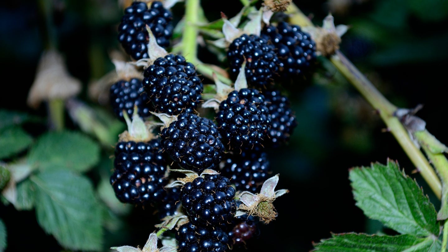 Oregon dominates other states in blackberry, crimson clover, and rhubarb production.