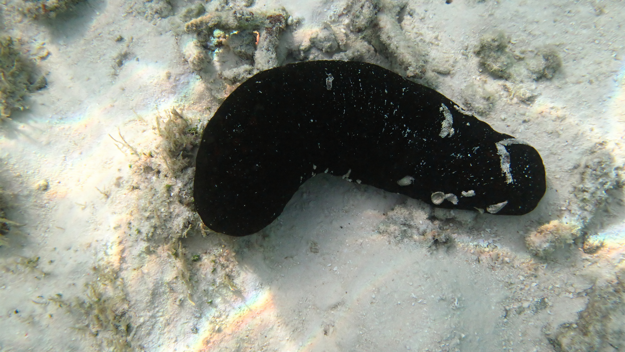 A black sea cucumber on the floor of the Indian Ocean.