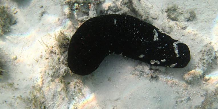 Sea cucumbers have a Spiderman-esque superpower—and it involves their butts