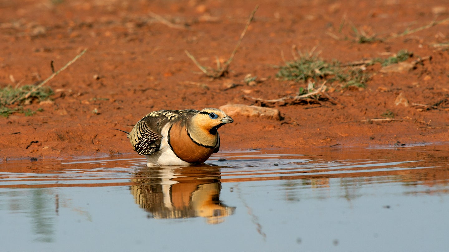 Pin-tailed sandgrouse in a body of water