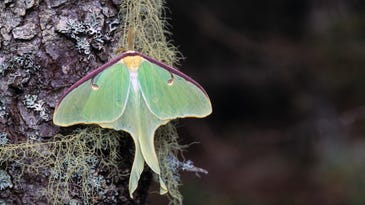 The alluring tail of the Luna moth is surprisingly useless for finding a mate