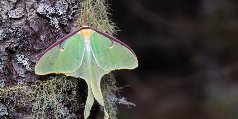 The alluring tail of the Luna moth is surprisingly useless for finding a mate