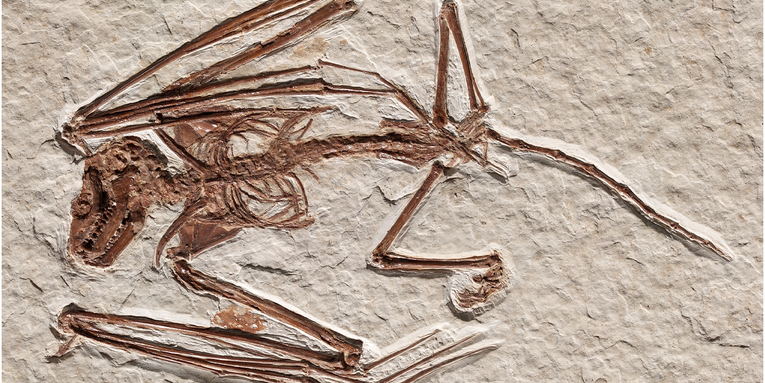 Oldest bat skeleton ever found by paleontologists finally has a name