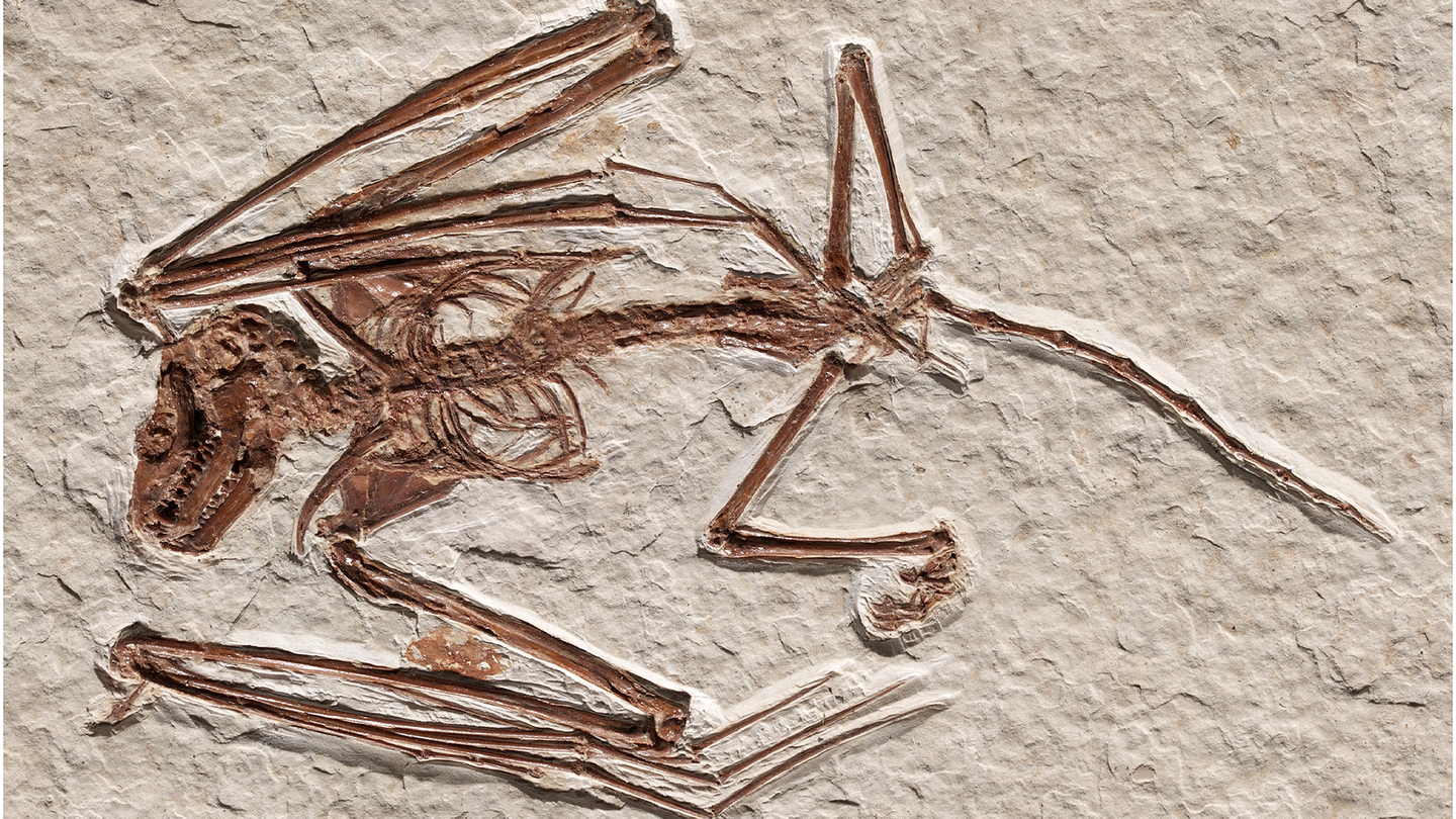 Skeleton of paratype of Icaronycteris gunnelli, the oldest bat skeletons ever found.