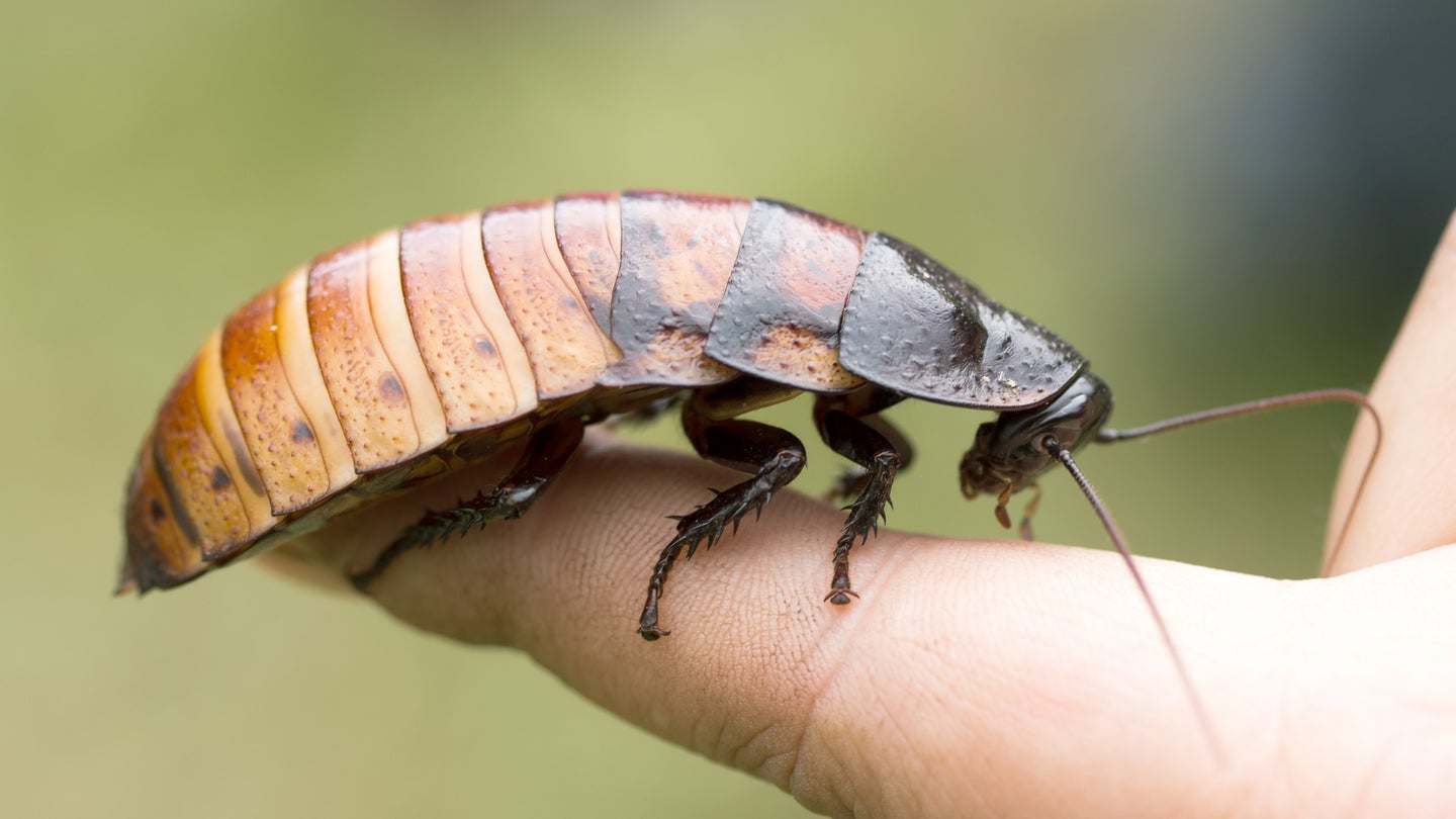 Madagascar hissing cockroach balanced on human finger against green backdrop