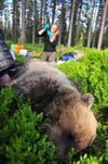 Brown bear tranquilized on mossy forest floor as researcher in black shirt takes a blood sample