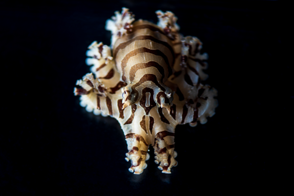 An adult Pygmy Zebra Octopus