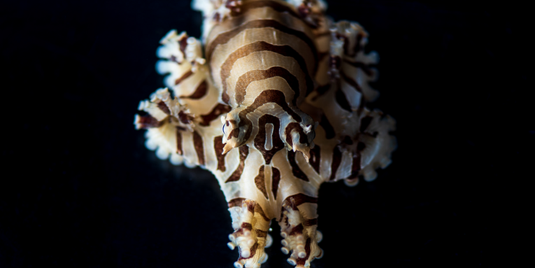 Pygmy zebra octopus stripe patterns are as unique as human fingerprints