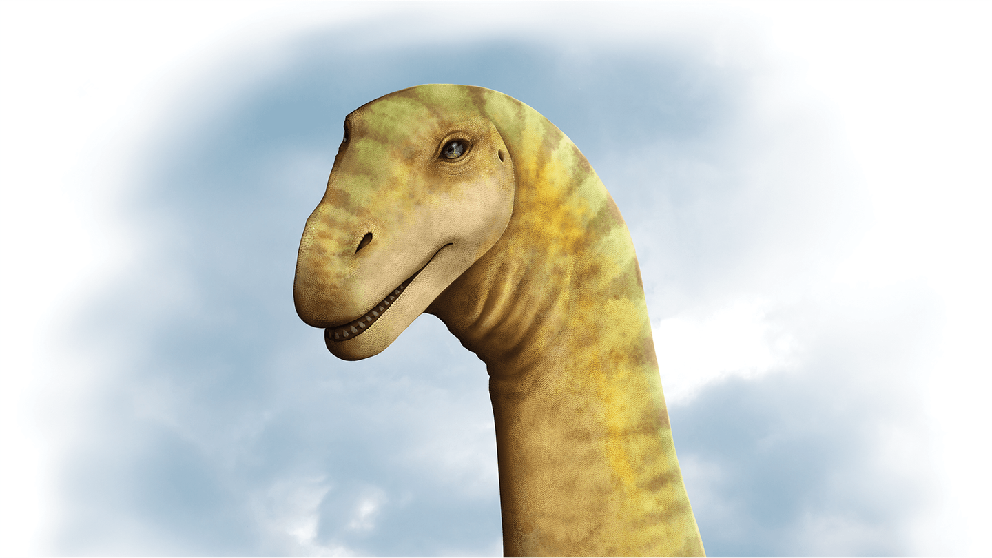 An artist’s illustration of Diamantinasaurus matildae’s head. This sauropod lived in Australia 100 million years ago.