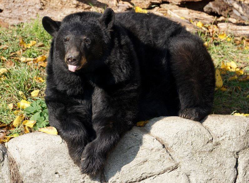 Captive black bear on a rock sticking out her tongue