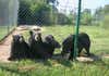 Four captive black bears playing behind a fence