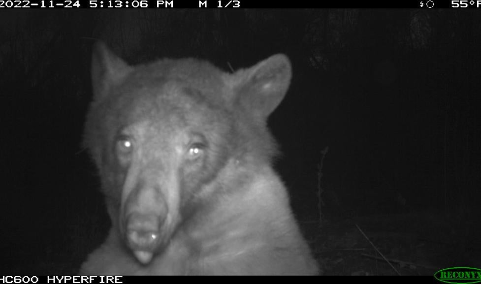 Black bear, dubbed "selfie bear" looking directly into Colorado wildlife camera