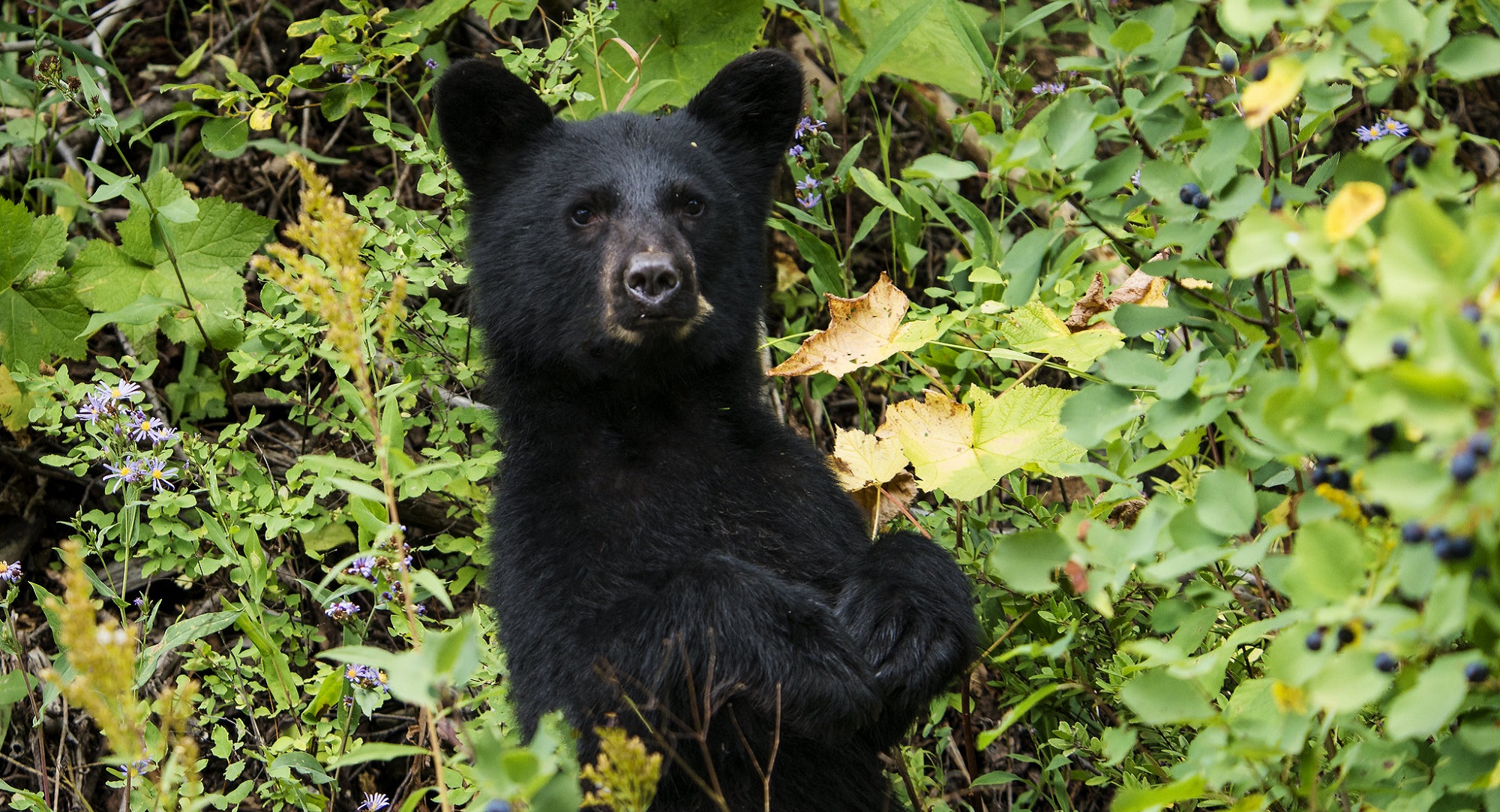 Black bear cub in a berry bush at Glacier National Park