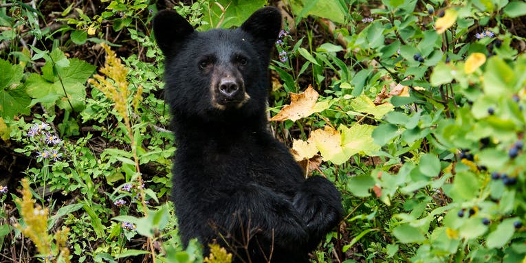 Bears can count, take selfies, use tools, recognize supermodels, and even open car doors