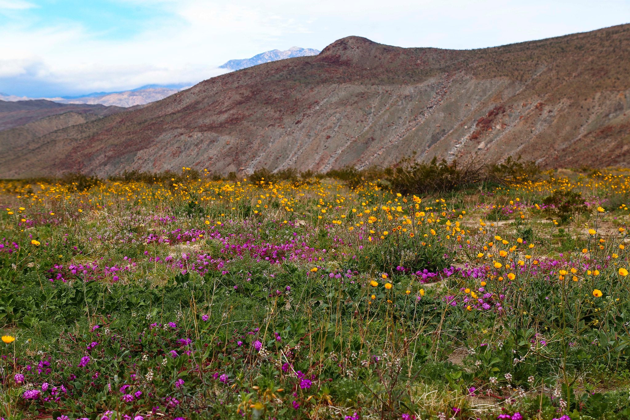 Purple and yellow wildfires blooming in California's Coyote Canyon with desert mountains in the distance.