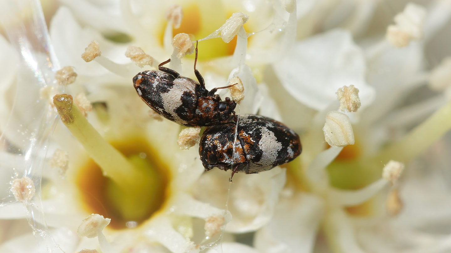 Two carpet beetles on a white flower.