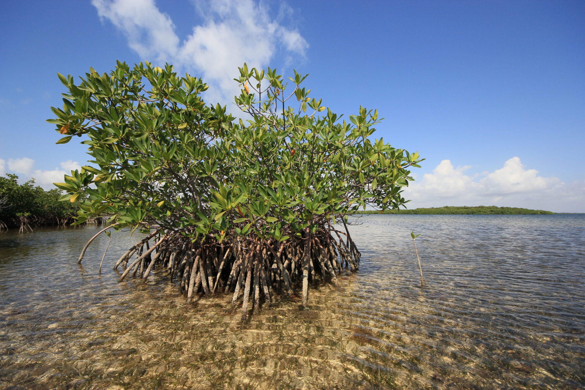A mangrove tree in Florida to represent blue carbon and the ocean's power to fight climate change