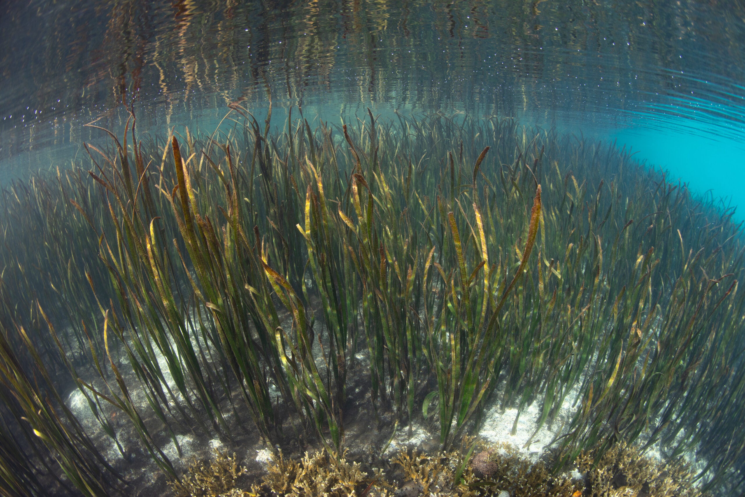 Seagrass underwater to show ocean's carbon-storage potential