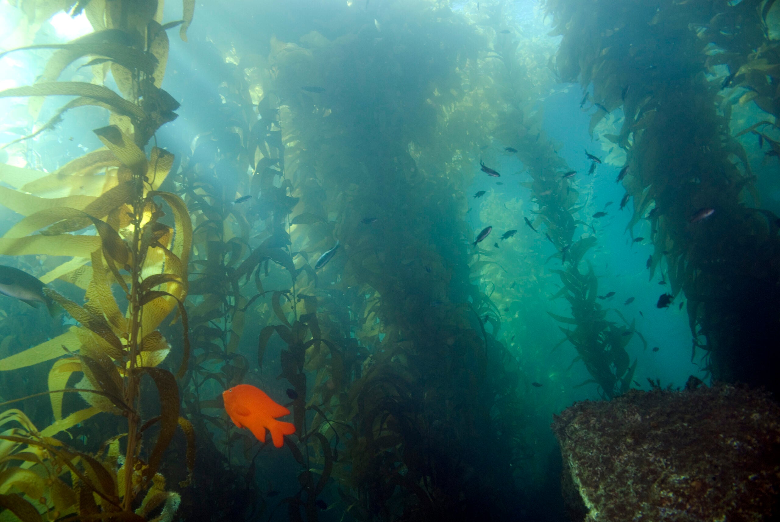 Kelp forest with orange fish to show ocean's carbon storage potential against climate change