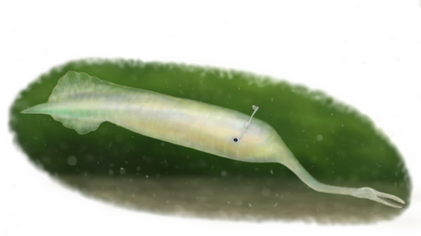 Discovered in the 1950s and first described in a paper in 1966, the Tully monster, with its stalked eyes and long proboscis, is difficult to compare to all other known animal groups.