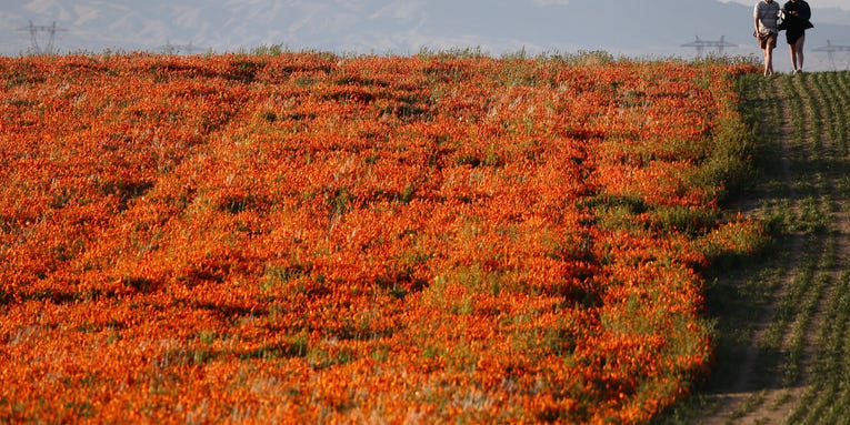 California’s eye-popping super bloom is one for the books