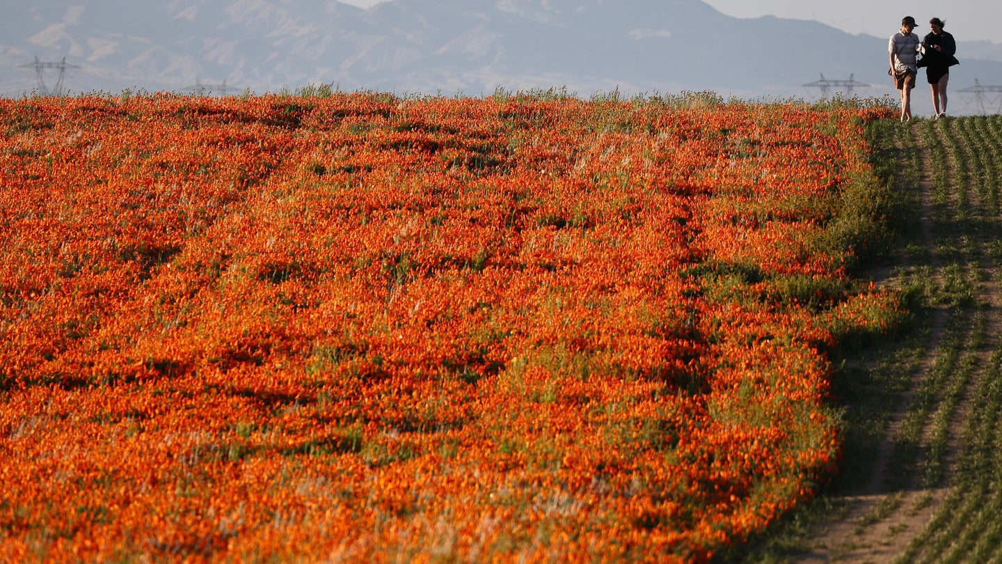 People walk in a field with blooming poppy flowers near the Antelope Valley California Poppy Reserve following an unusually wet winter on April 14, 2023 near Lancaster, California. Historic levels of rainfall fell in some parts of California, amid a barrage of atmospheric river winter storms, which has led to a 'super bloom' of wildflowers in certain parts of the state this spring.