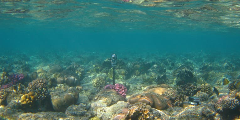 Google is inviting citizen scientists to its underwater listening room