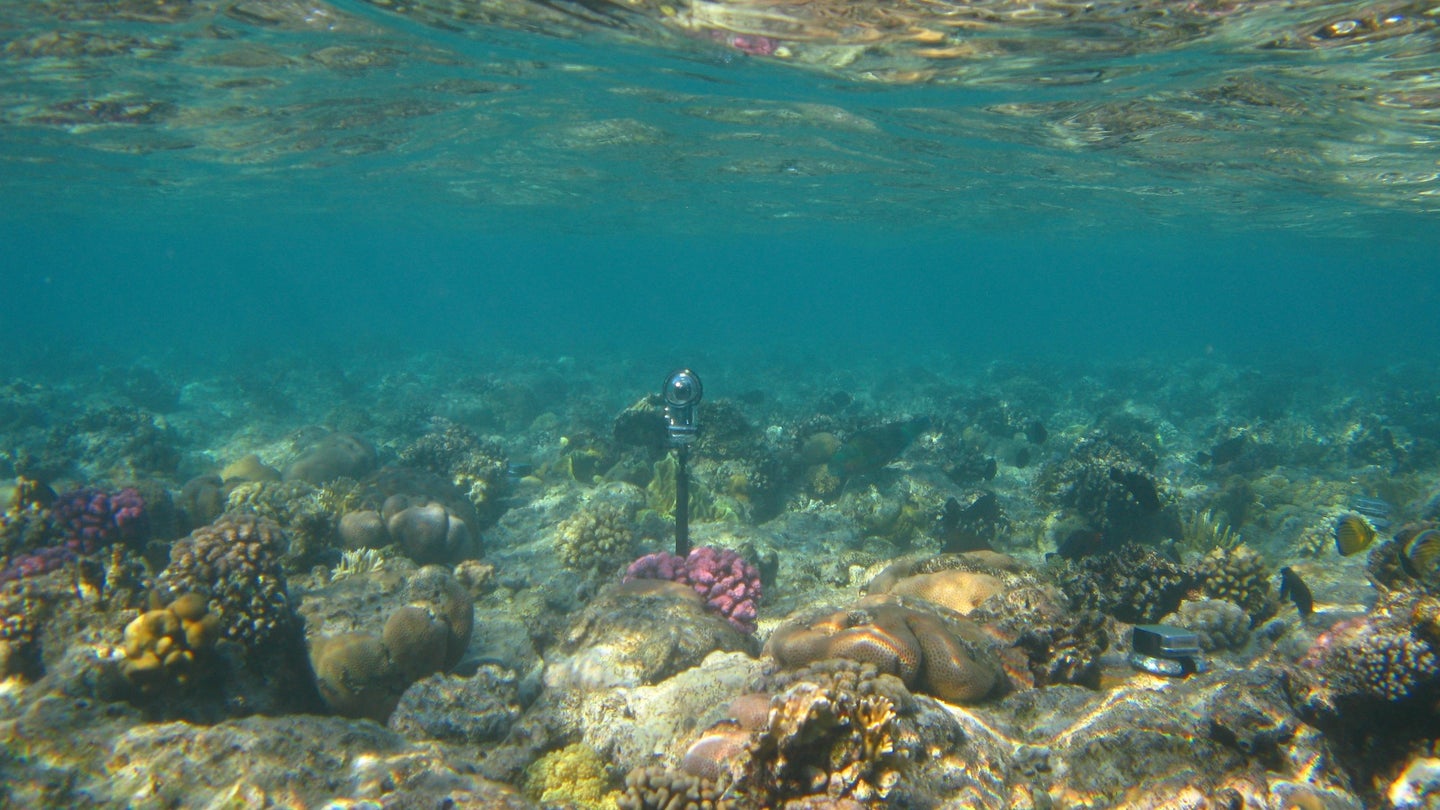 a hydrophone underwater monitoring corals