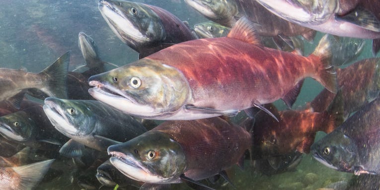 The UN’s first high seas treaty could help dwindling Pacific salmon