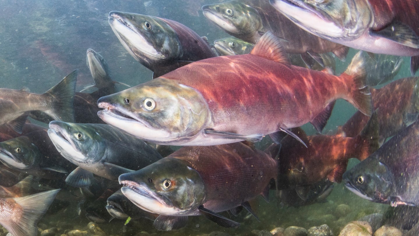 Salmon fishing in international waters has been banned since the 1990s, so future protected areas will not reduce fishing.
