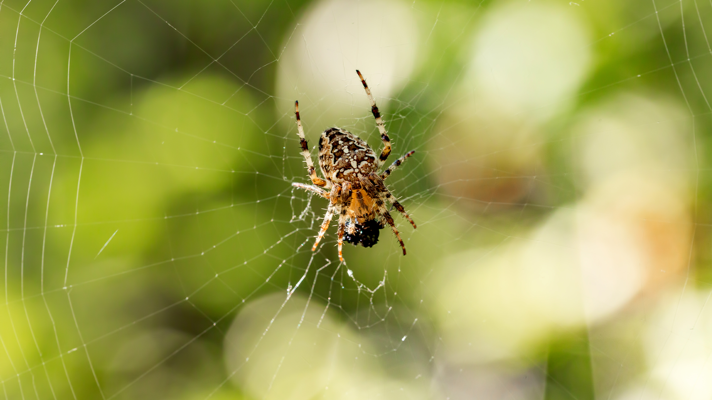 An orb weaver spider spins a web in a forest.