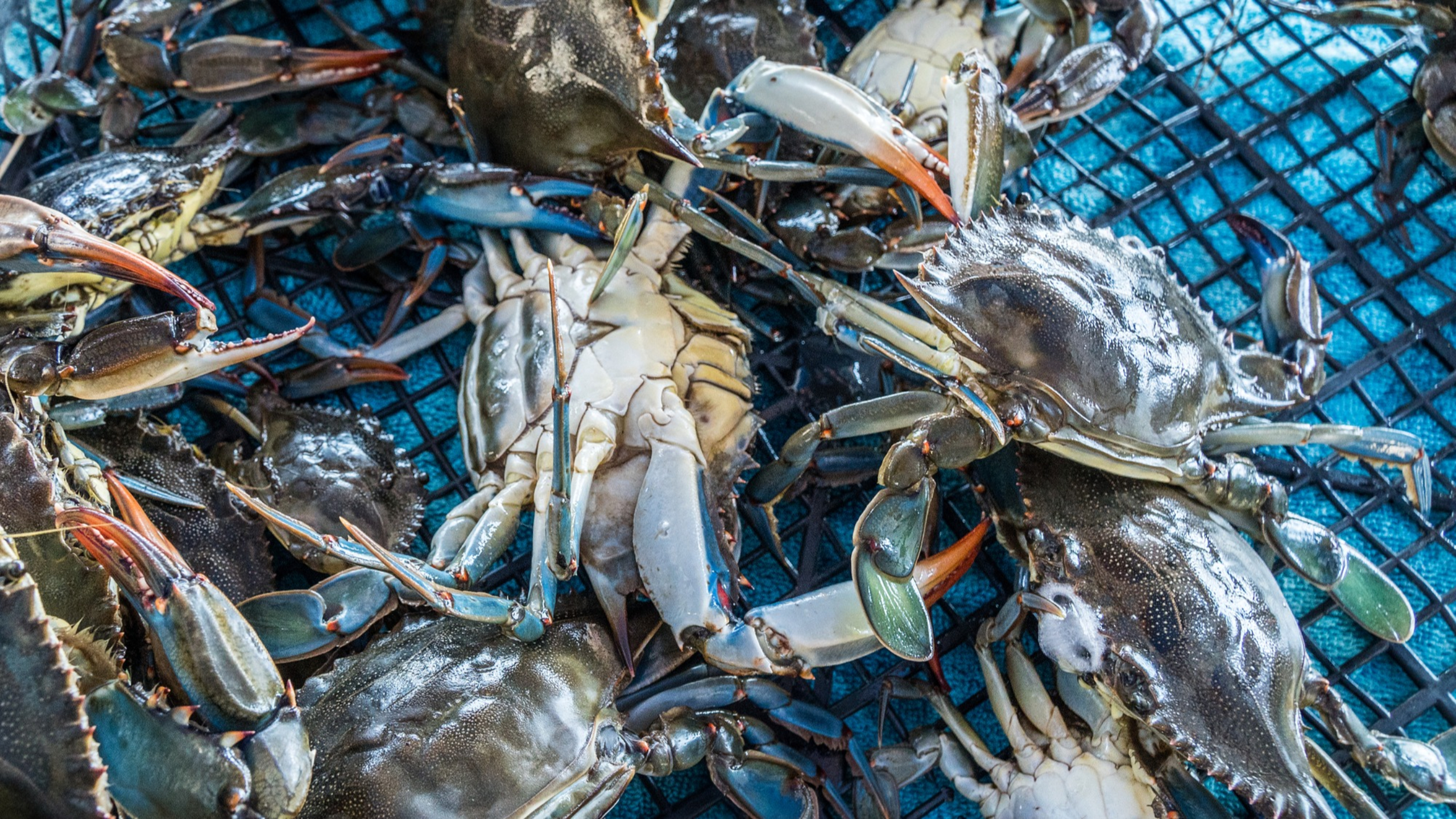 As ocean conditions change, Dungeness crab fishers are finding themselves in conflict with whales more often. 