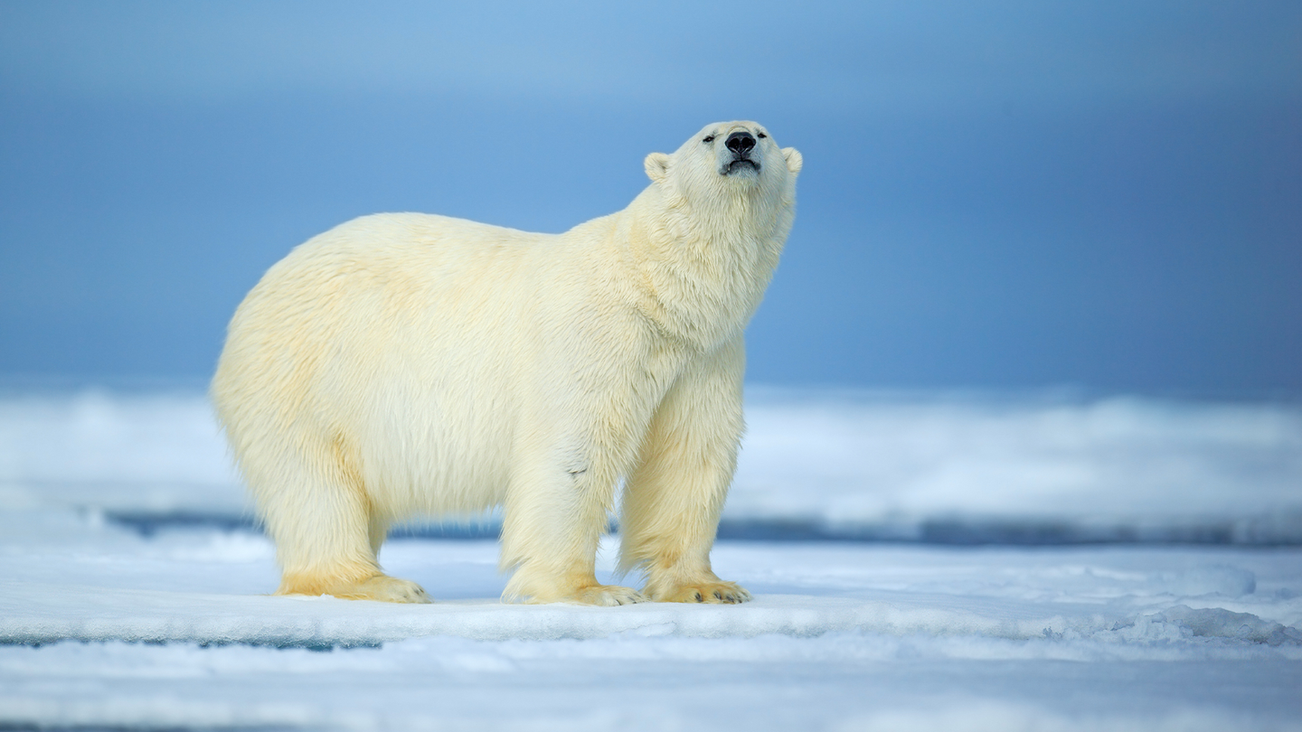A polar bear standing on ice.