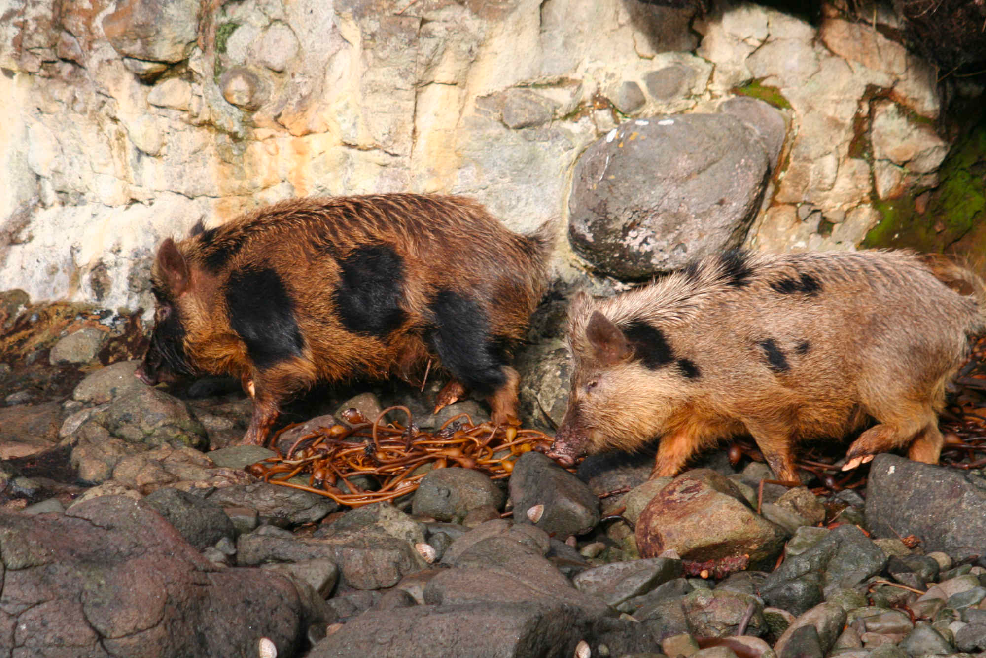 Auckland Island pigs scour the coastline for food. Due to their smaller stature compared to other breeds, the pigs are better candidates for xenotransplantation. 