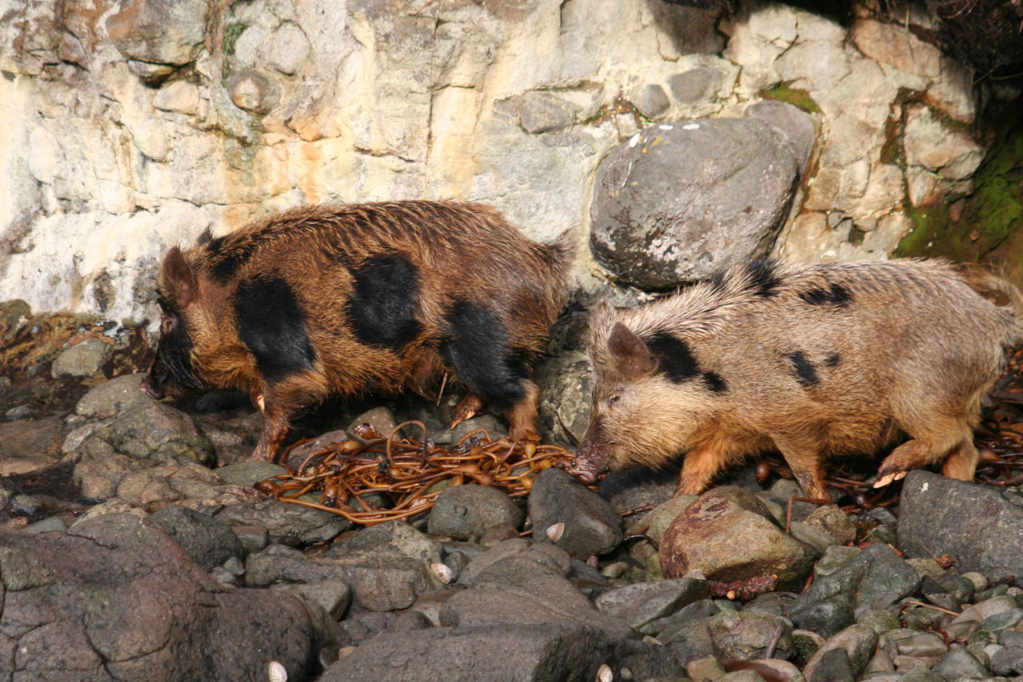 Auckland Island pigs scour the coastline for food. Due to their smaller stature compared to other breeds, the pigs are better candidates for xenotransplantation. 