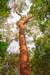 Jiote or gumbo-limbo tree in the Florida Everglades