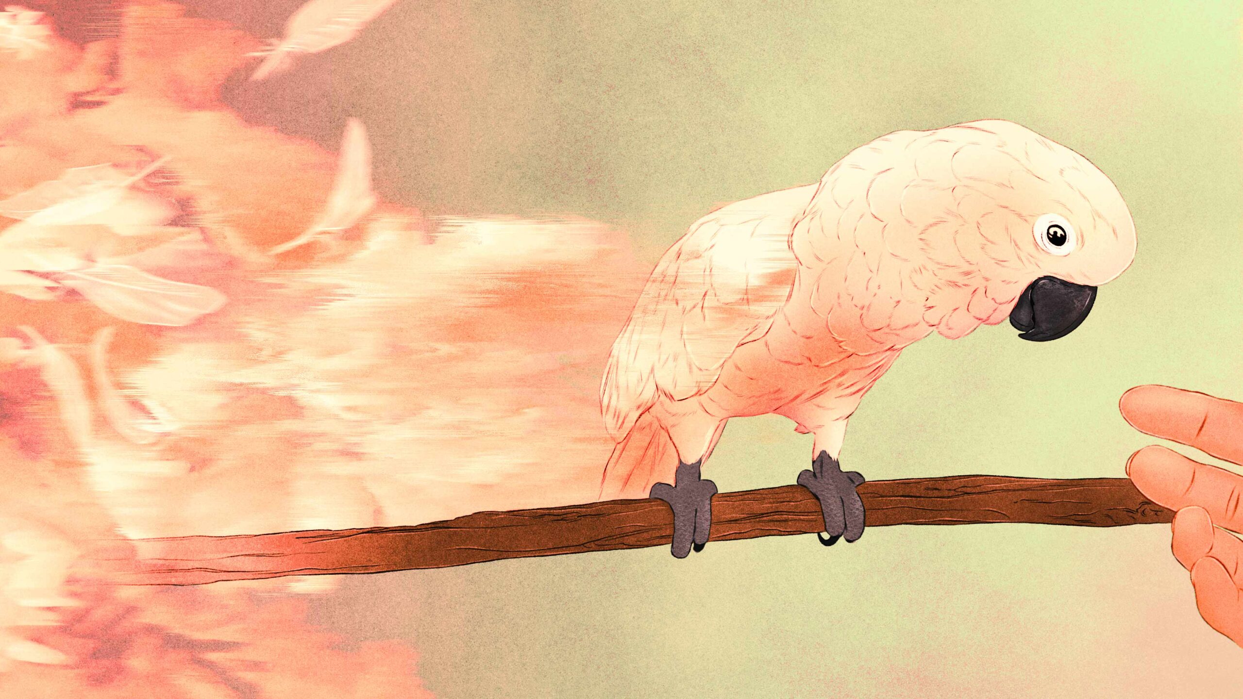 White Moluccan cockatoo on a branch turning toward a person's hand. Reddish flames are behind the bird to symbolize past trauma. Illustrated.