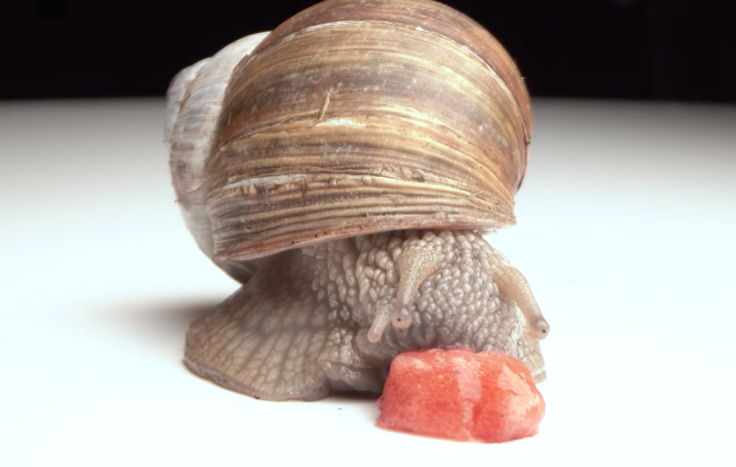Brown garden snail eating a strawberry on a white table